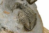 Triple Erbenochile Trilobite Association - Foum Zguid, Morocco #381177-7
